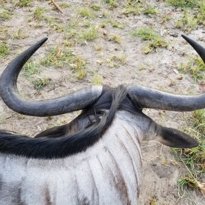 Nyassa Wildebeest Hunt Tanzania