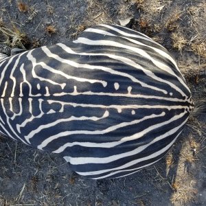 Zebra Hunt Tanzania