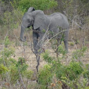 Elephant Tanzania