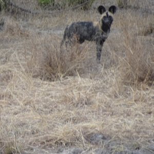 Wild Dog Tanzania