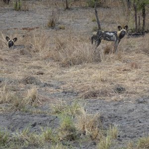 Wild Dogs Tanzania