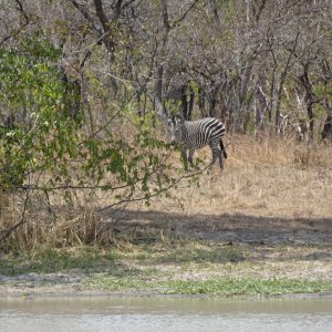 Zebra Tanzania