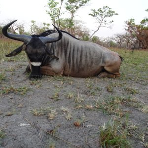 Nyassa Wildebeest Hunt Tanzania