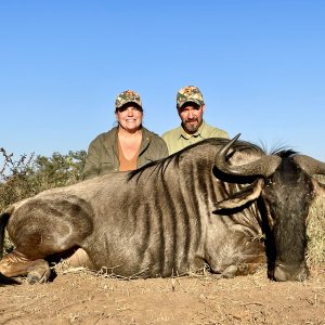 Blue Wildebeest Hunt South Africa