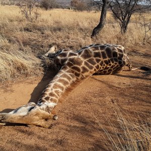 Giraffe Hunt South Africa