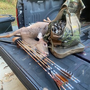 Traditional Bow Hunt Whitetail Doe