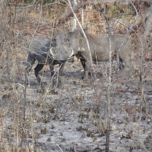 Warthog Tanzania