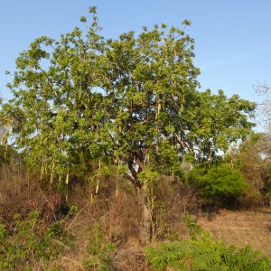 Kigelia Africana Tanzania