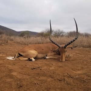 Impala Hunting Massailand