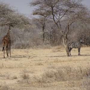 Giraffe & Zebra Massailand