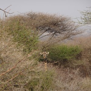 Girrafe Massailand