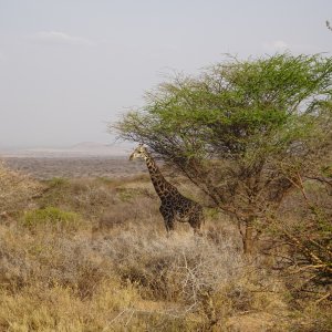 Giraffe Massailand