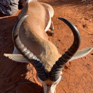 Springbok Hunting South Africa