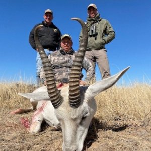 White Springbok Hunting South Africa