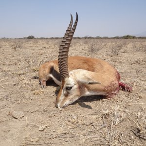 Thomson Gazelle Hunt Massailand