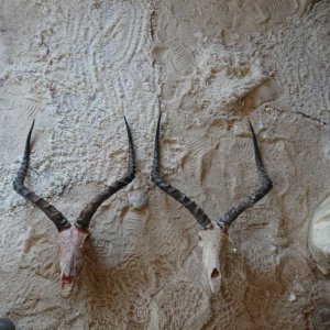 Impala Skulls Tanzania