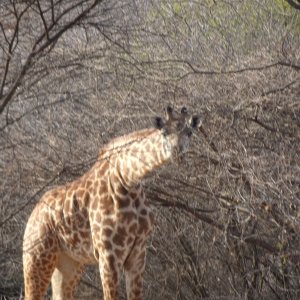 Giraffe Tanzania