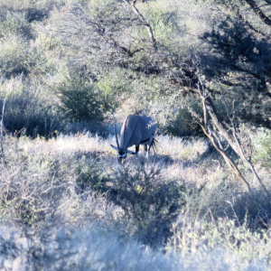 Gemsbok