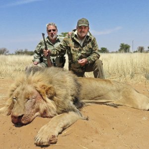 Lion Hunt Kalahari South Africa