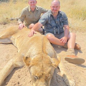 Lioness Hunt Kalahari South Africa