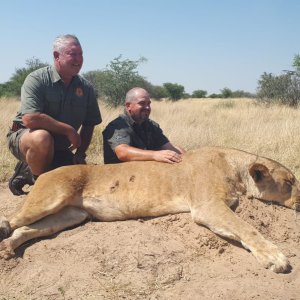 Lioness Hunt Kalahari South Africa