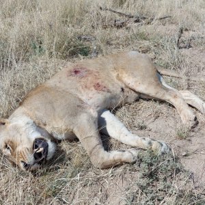 Lioness Hunt Kalahari South Africa