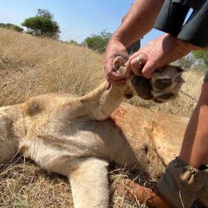 Lioness Paw Size Kalahari South Africa