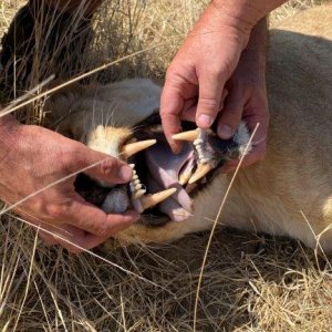 Lioness Teeth Kalahari South Africa