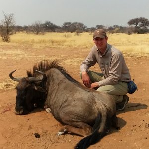 Blue Wildebeest Hunt