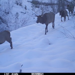 Elk Migration
