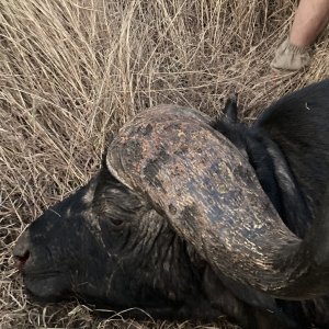 Cape Buffalo - Coutada 9 Mozambique