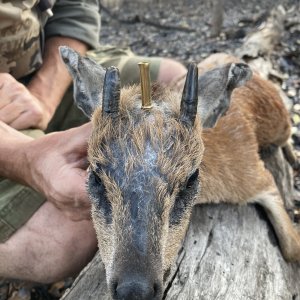 Grysbok Hunting