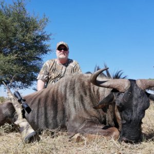 Blue Wildebeest Hunting