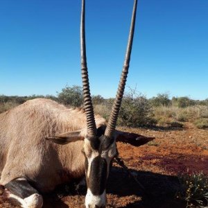 Gemsbok Hunt Northern Cape South Africa