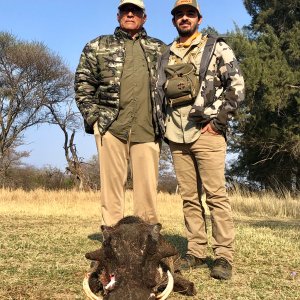 Warthog Hunting South Africa