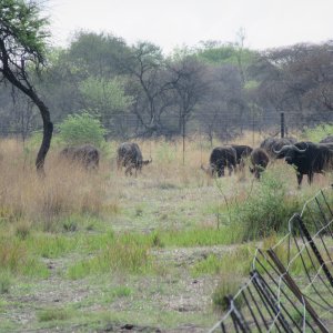 Cape Buffalo South Africa