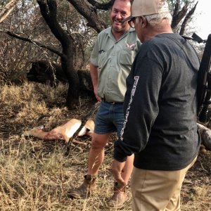 Impala Hunting South Africa