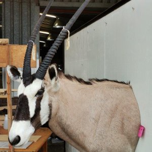 Gemsbok Shoulder Mount Taxidermy