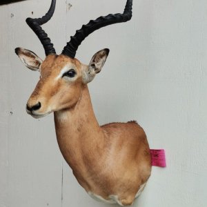 Impala Shoulder Mount Taxidermy