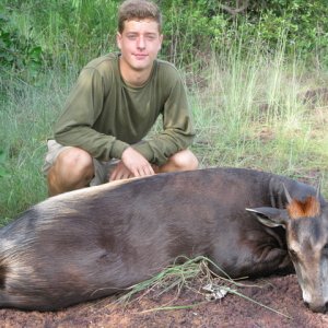 Hunting Yellow-backed Duiker Central African Republic