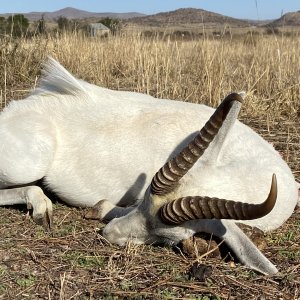 White Springbok Hunt Eastern Cape South Africa