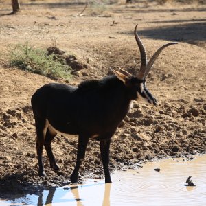 Unusual Sable South Africa