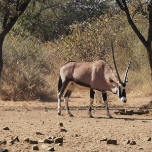 Unusual Gemsbok South Africa