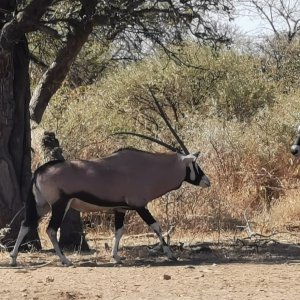 Unusual Gemsbok South Africa