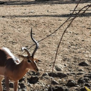 Abnormal Impala South Africa