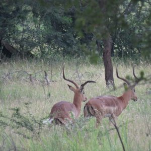 Abnormal Impala South Africa