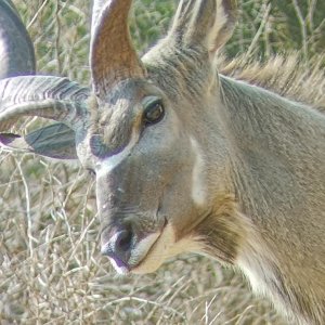 Abnormal Three Horned Kudu South Africa