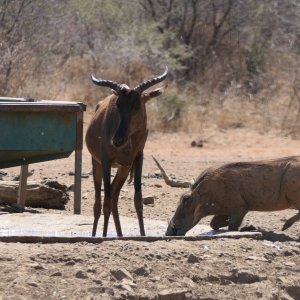 Unusual Tsessebe South Africa