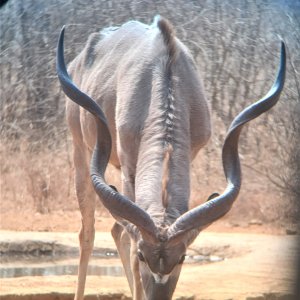 Abnormal Three Horned Kudu South Africa