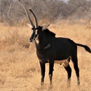 Unusual Sable South Africa